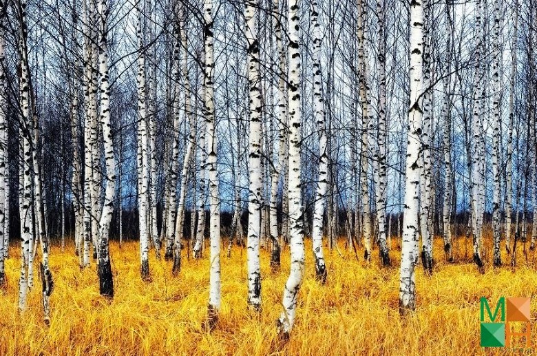 Tranh dán tường cho phòng khách đẹp tại Hà Nội NA - 412